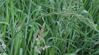 Gemeine Quecke (Agropyron repens)