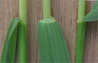 Gemeine Quecke (Agropyron repens) Blatt