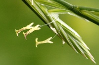Gemeine Quecke Blüte