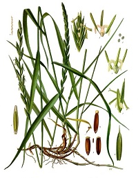 Gemeine Quecke (Agropyron repens) Zeichnung