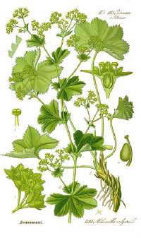 Frauenmantel (Alchemilla)
