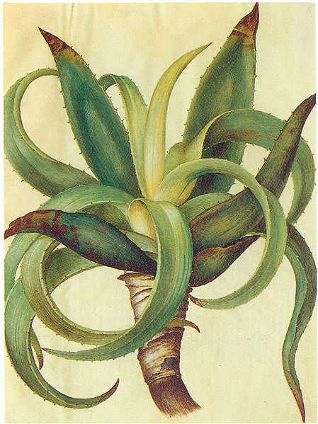Echte Aloe (Aloe Vera)
