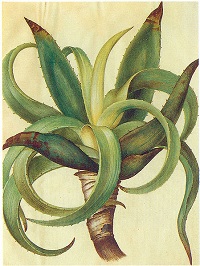 Echte Aloe (Aloe Vera oder Aloe barbadensis)