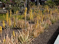Echte Aloe (Aloe Vera oder Aloe barbadensis)