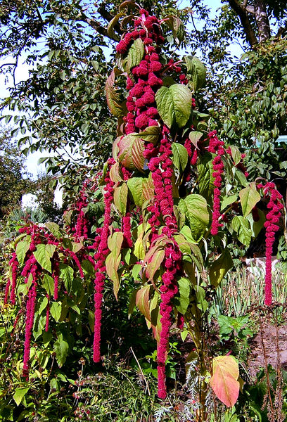 Garten Fuchsschwanz Amaranthus Caudatus Pflanzen Lexikon Com