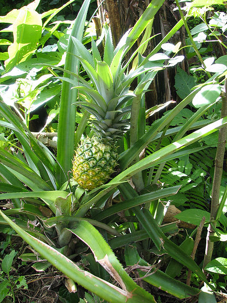 Ananas comosus by Eric Bajart, CC-BY-SA-3.0