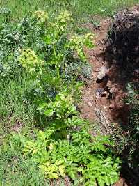Echte Engelwurz (Angelica archangelica)