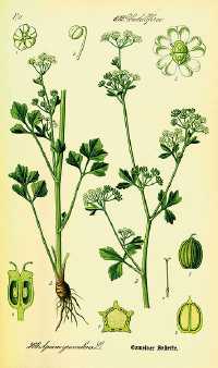 Echter Sellerie (Apium graveolens)