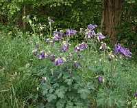 Gemeine Akelei (Aquilegia vulgaris)