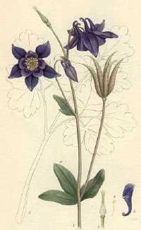 Gemeine Akelei (Aquilegia vulgaris)