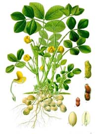 Arachis hypogaea