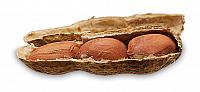 Erdnuss (Arachis hypogaea)