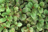Arctostaphylos alpina