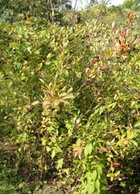 Aronia