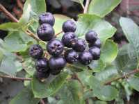 Aroniafrüchte (Aronia melanocarpa)