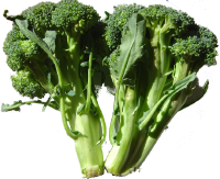 Broccoli (Brassica oleracea var. silvestris)