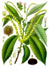 Castenea sativa