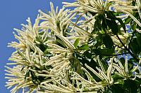 Edelkastanie (Castanea sativa)