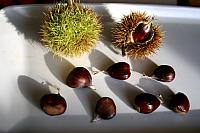 Edelkastanie (Castanea sativa)