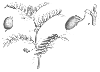 Kichererbse (Cicer arietinum)