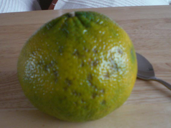 Ugli (Citrus x tangelo) Frucht