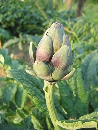 Artischocke (Cynara scolymus)