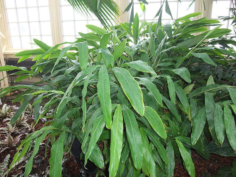 Kardamom (Elettaria cardamomum)