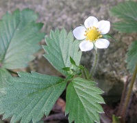 Wilderbeere Blüte