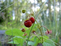 Wilderdbeere Früchte
