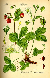 Wald-Erdbeere (Fragaria vesca)
