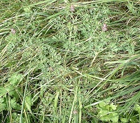 Gewöhnlicher Erdrauch (Fumaria officinalis)