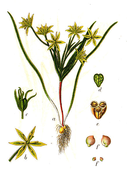 Acker-Gelbstern (Gagea villosa)