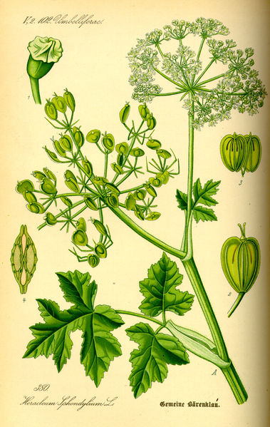 Wiesen-Bärenklau (Heracleum sphondylium)