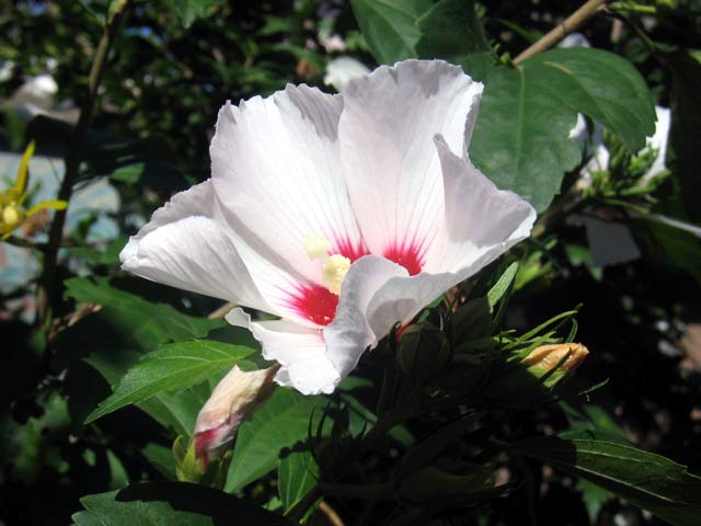 Straucheibisch (Hibiscus syriacus)