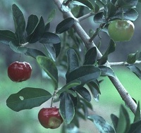 Acerola (Malpighia glabra)