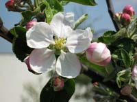 Malus