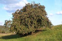 Apfel