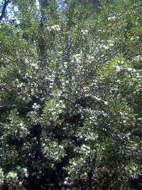Myrte (Myrtus communis)