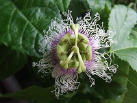 Purpurgranadilla (Passiflora edulis forma edulis)