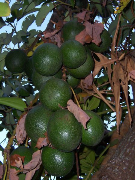 Blätter und Früchte der Avocado von B.navez, CC-BY-SA-3.0