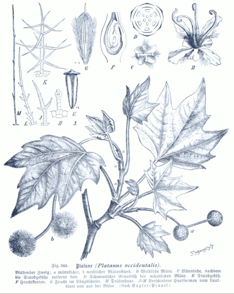 Amerikanische Platane (Platanus occidentalis), Zeichnung