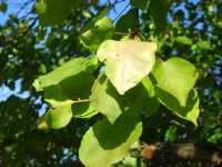 Aprikose (Prunus armeniaca)