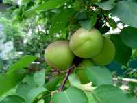 Aprikose (Prunus armeniaca)