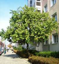 Aprikosenbaum