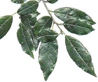 Afrikanischer Faulbaum (Rhamnus prinoides oder Rhamnus pauciflora)