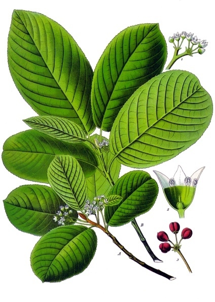 Amerikanischer Faulbaum (Rhamnus purshianus oder Frangula purshiana)
