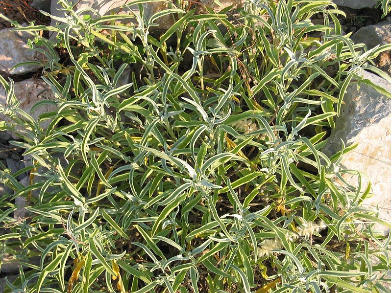 Salvia officinalis, Habitus