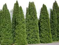 Lebensbäume oder Thujas (Thuja)