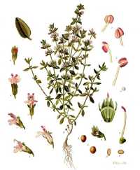 Thymian (Thymus vulgaris)
