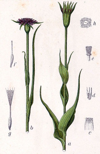Haferwurzel (Tragopogon porrifolius)